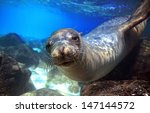 Sea Lion Swimming Underwater In ...