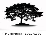 shadow of big rain tree | Shutterstock . vector #192271892