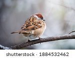 Small Bird Sparrow Sitting On...