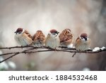 Flock Of Small Bird Sparrow...