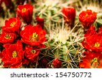 Bright Red Barrel Cactus Blooms