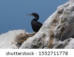 Cape Cormorant Nesting In Betty'...
