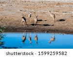 A Group Of Greater Kudu ...
