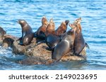A Group Of Sea Lions Resting On ...