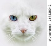 Cat With Different Colored Eyes ...