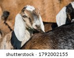 Small photo of south african boer goat or goatling doeling portrait on nature outdoor