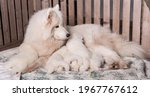 Samoyed Dog Mother With Puppies....