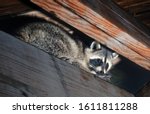 American Raccoon Climbed Into...