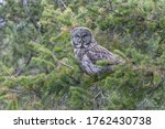 Great Gray Owl Perched In...