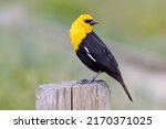 Yellow Headed Blackbird At...