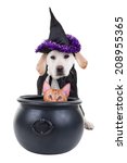 Funny Evil Halloween Witch...