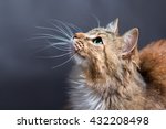 portrait of a beautiful cat