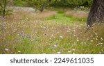 Small photo of Wild flower meadow naturalistic garden with natural meadows and fruit trees with shortcut loan paths.