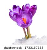 crocuses   blooming purple... | Shutterstock . vector #1733157335