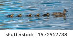 Mallard And Ducklings In A Row