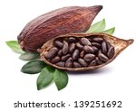 Cocoa pod with cocoa beans on a white background.
