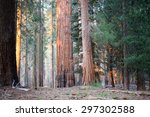 Evening Light On Giant Sequoia...