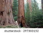 Giant Sequoia Redwood Trees In...