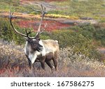 Male Caribou On Fall Tundra ...
