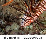 Small photo of Red lionfish (Pterois volitans) or zebrafish is a venomous coral reef fish in the Red Sea, Egypt. Underwater photography and travel.