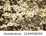 A large dogwood tree blooms...