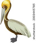 Brown Pelican In Cartoon Style...