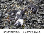 Dead Puppy Cats Abandoned In...