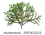 Tuya tree leaf isolated on white background