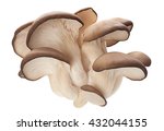 Oyster Mushroom Closeup...