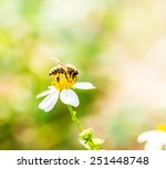 Bee Eat Pollen Of Flower