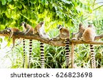 Ring Tailed Lemur In Chiangmia...