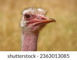 The ostrich (Stuthio camelus) is the largest species of bird, lays the largest eggs, and has the largest eye of any land animal.