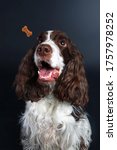 Small photo of Cute spaniel looking for a goodie