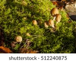 Small photo of Coprinus xanthothrix fungi.