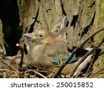 Young Jays. Chicks Sitting In...