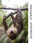 Small photo of Young Hoffmann's two-toed sloth (Choloepus hoffmanni) on the tree