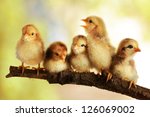 Group Of Cute Chicks
