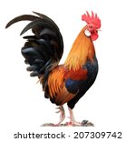 Male Chicken Isolated On A...