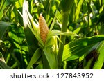 Corn Cob On A Field In Summer