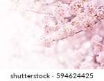 Cherry Blossom In Full Bloom....