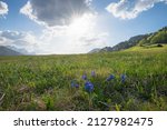 Small photo of meadow with blue gentian flowers, bright sunshine, spring landscape Gerold upper bavaria