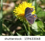 Tiny Gray Hairstreak Butterfly