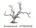 Dead Tree Isolated On White...