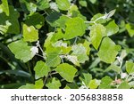 Small photo of Fresh sprouts of the white poplar, or silverleaf poplar with young leaves, fragment close-up in selective focus