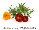 Stems Of French Marigold With...