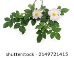 Branch of the flowering wild dog-rose with light pink flowers, leaves and flower buds on a light background close-up 
