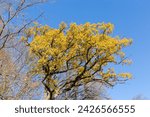 Small photo of Top of the white oak with ramified branches and autumn leaves against the clear sky with flying fallen leaves in sunny day, view from bottom to top