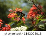 Cairns Birdwing Butterfly...