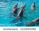 Bottlenose Dolphin Tursiops...