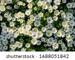 Spring Field Of Daisies...